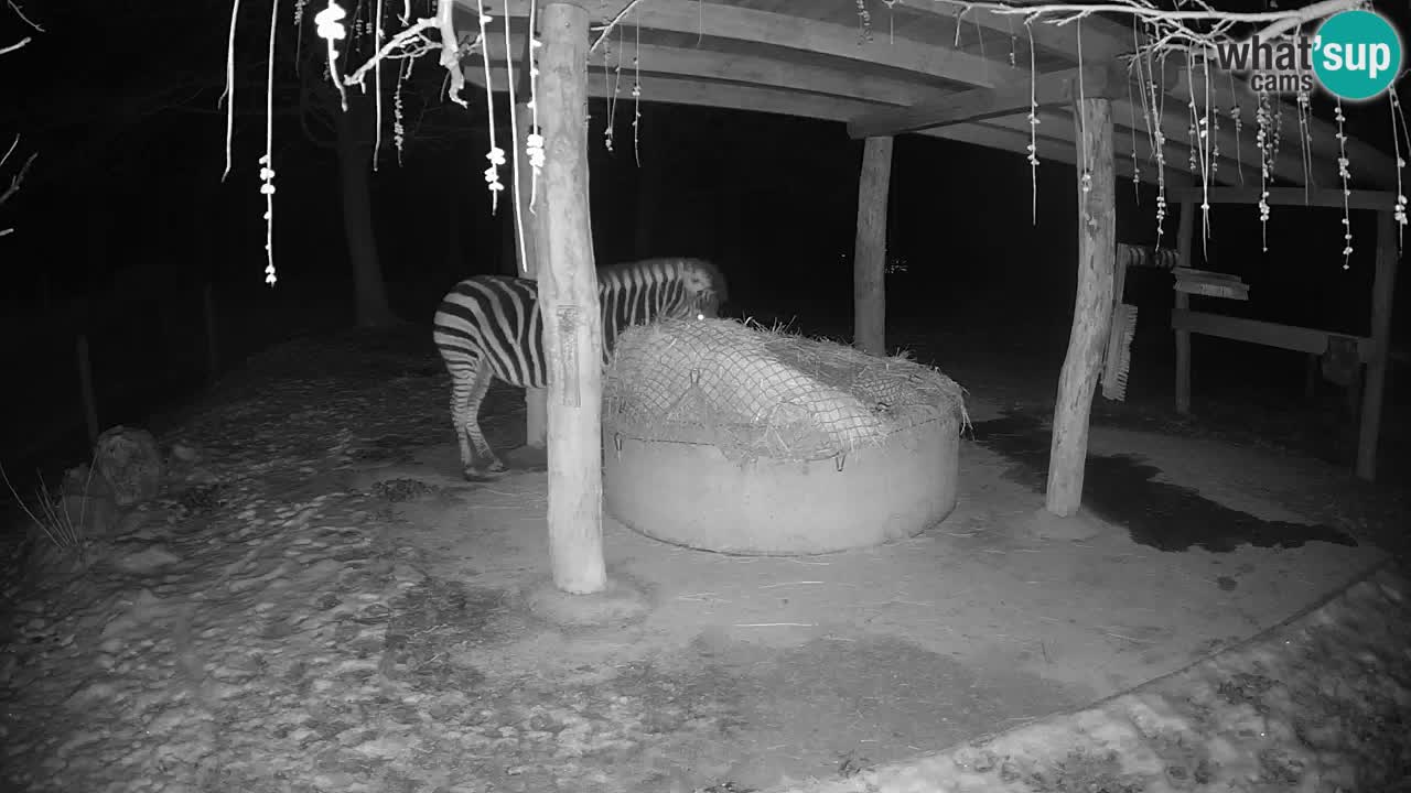 Live webcam Zebras in Ljubljana ZOO – Slovenia