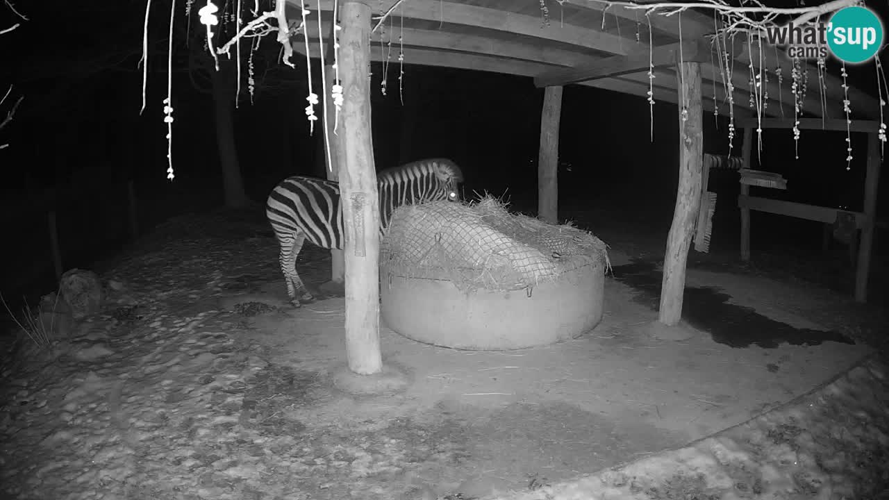 Live Webcam Zebras in Ljubljana ZOO – Slowenien