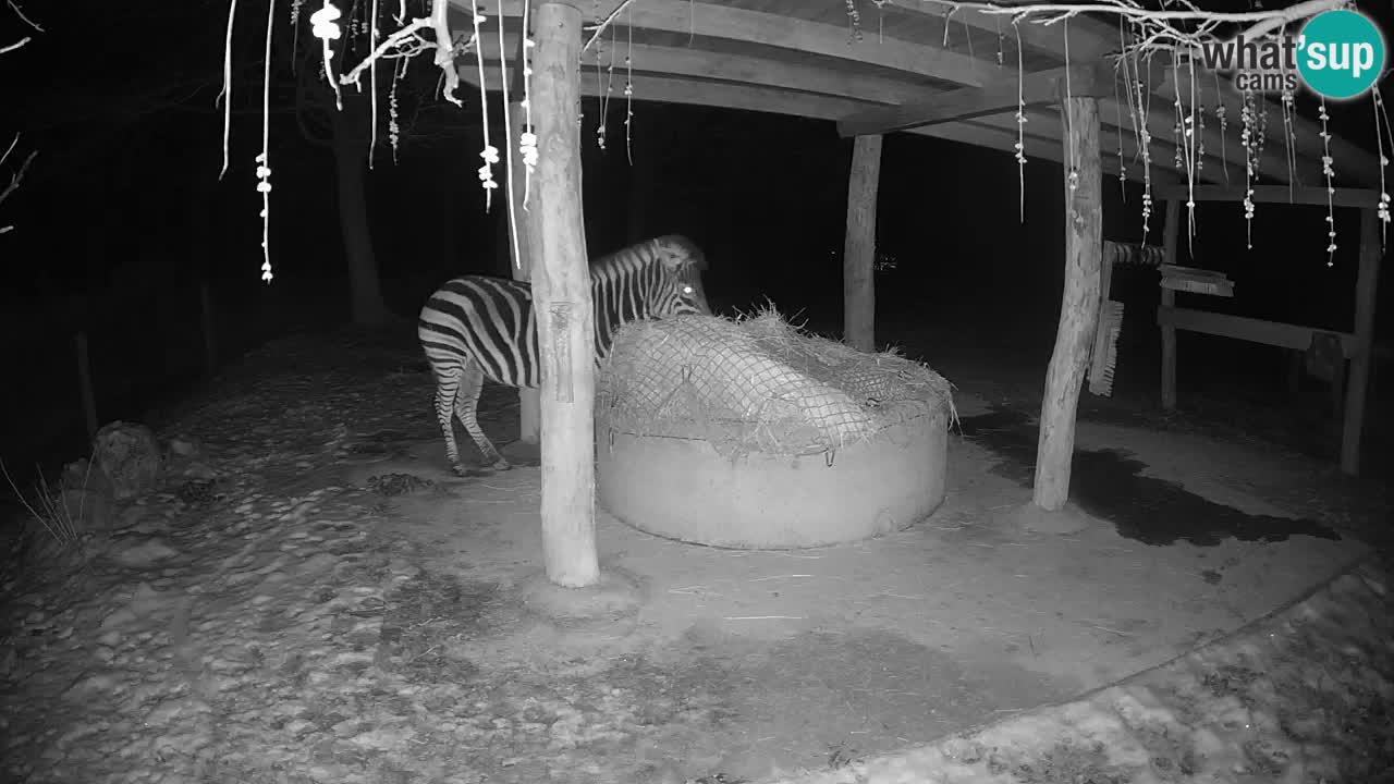 Live webcam Zebras in Ljubljana ZOO – Slovenia