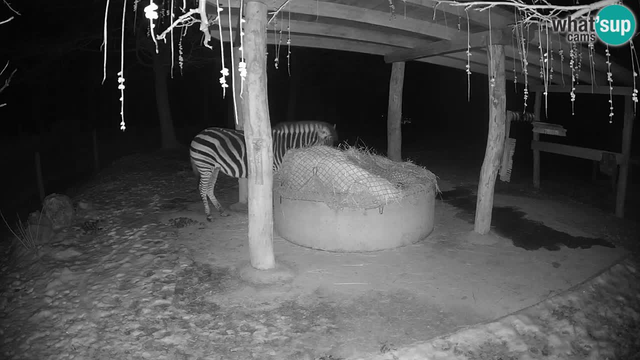 Le Zebre nello ZOO di Ljubljana – Slovenia Live webcam