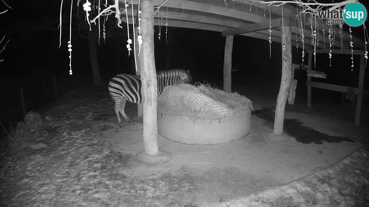 Live webcam Zebras in Ljubljana ZOO – Slovenia