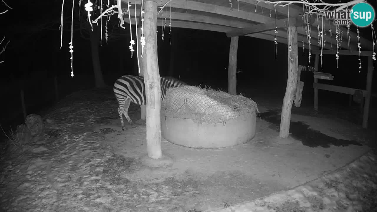 Live webcam Zebras in Ljubljana ZOO – Slovenia