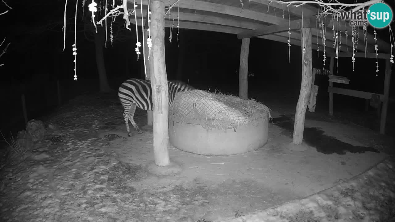 Live webcam Zebras in Ljubljana ZOO – Slovenia