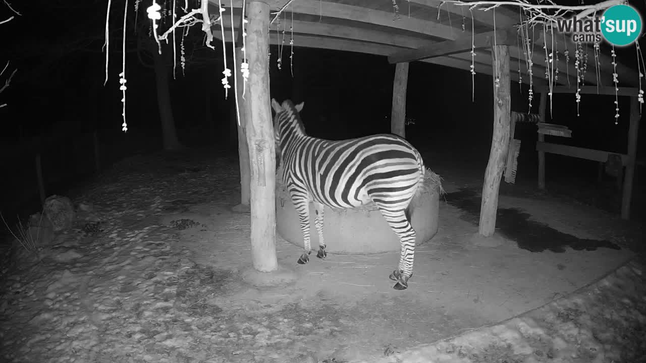 Live webcam Zebras in Ljubljana ZOO – Slovenia