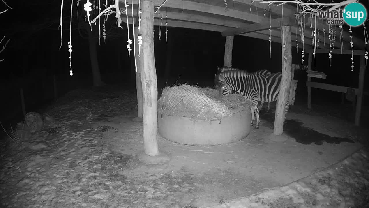 Live Webcam Zebras in Ljubljana ZOO – Slowenien