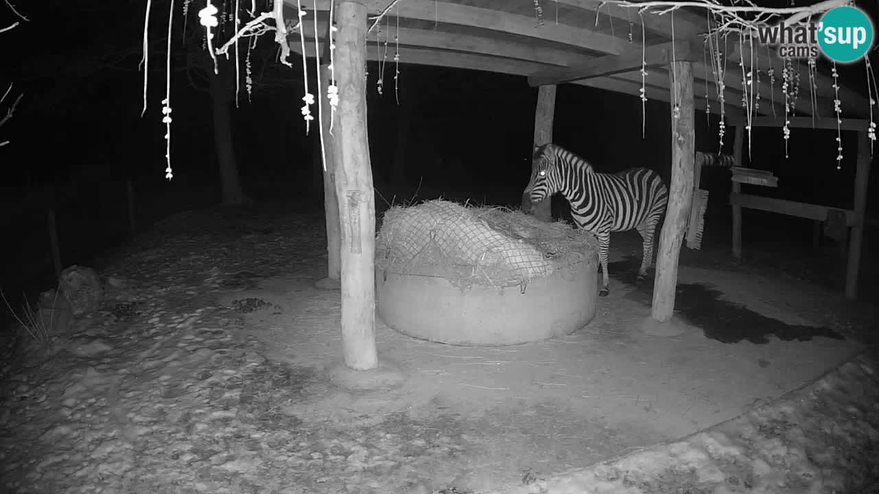 Live webcam Zebras in Ljubljana ZOO – Slovenia