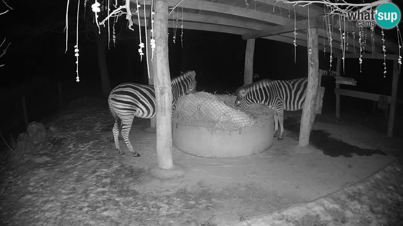 Live webcam Zebras in Ljubljana ZOO – Slovenia