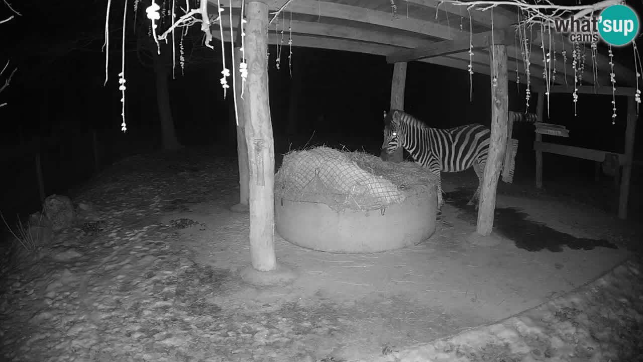 Live webcam Zebras in Ljubljana ZOO – Slovenia