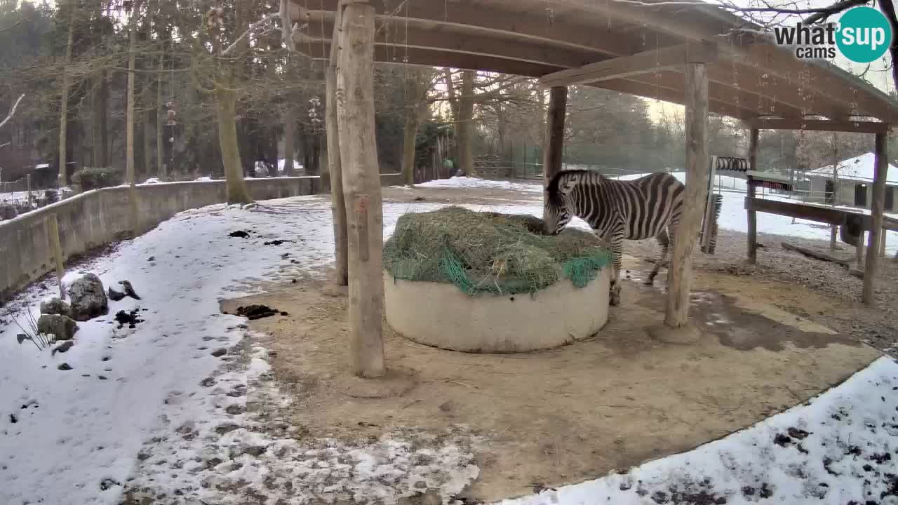 Live webcam Zebras in Ljubljana ZOO – Slovenia