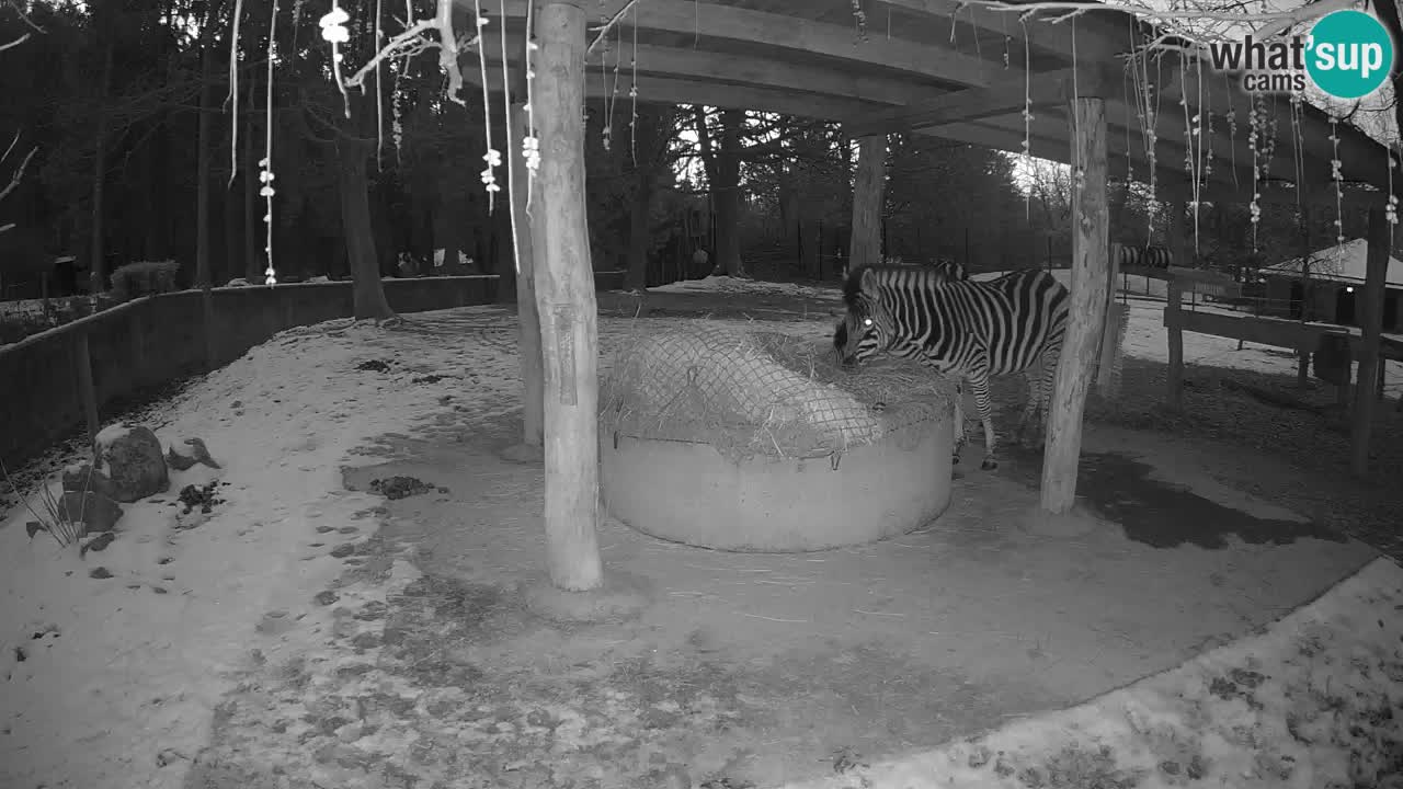 Live webcam Les zèbres in Ljubljana ZOO – Slovénie