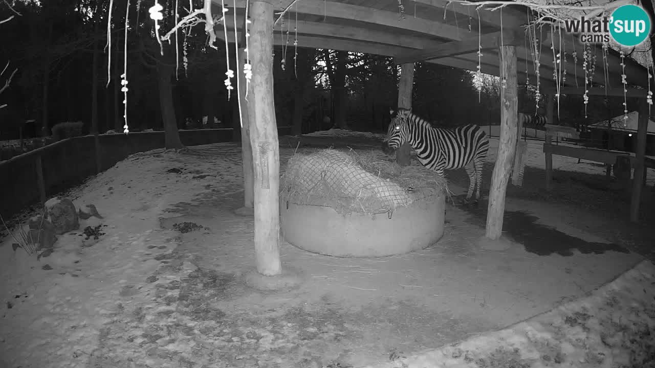 Live webcam Zebras in Ljubljana ZOO – Slovenia