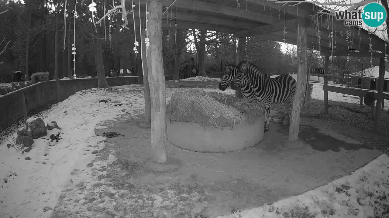 Live webcam Les zèbres in Ljubljana ZOO – Slovénie