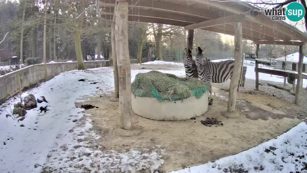 Camera en vivo Cebras in Ljubljana ZOO – Eslovenia