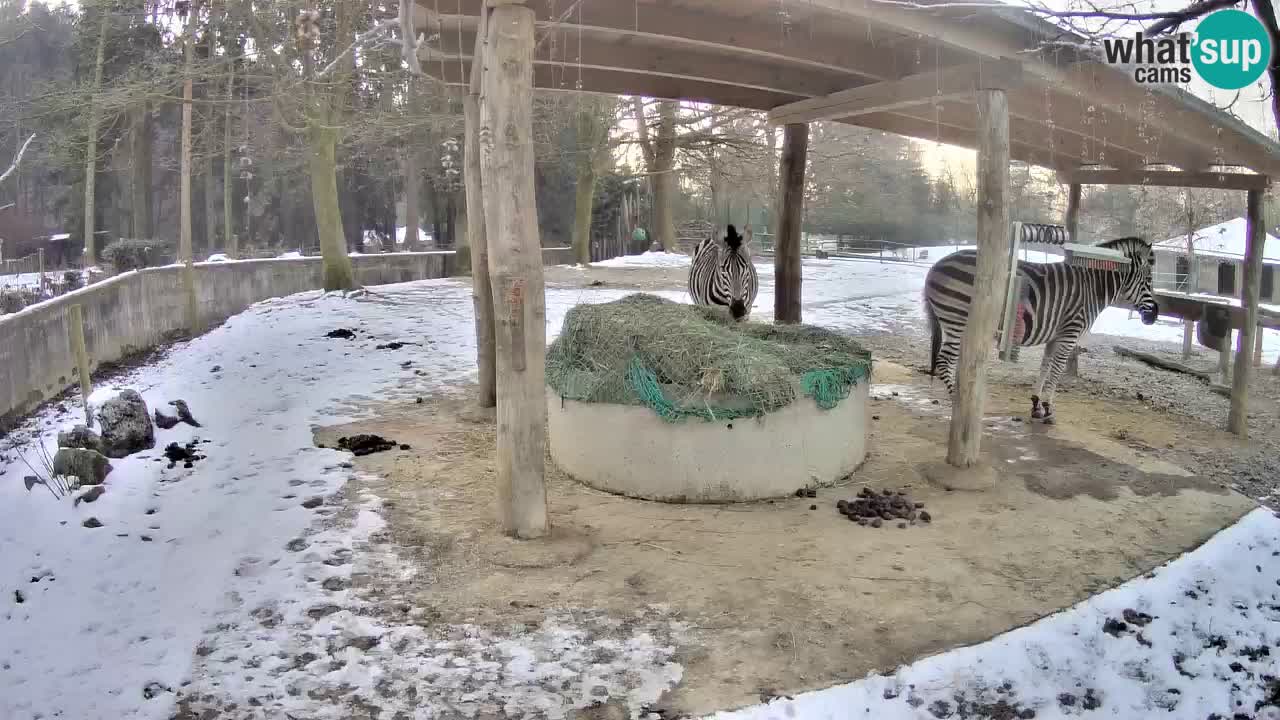 Live webcam Zebras in Ljubljana ZOO – Slovenia