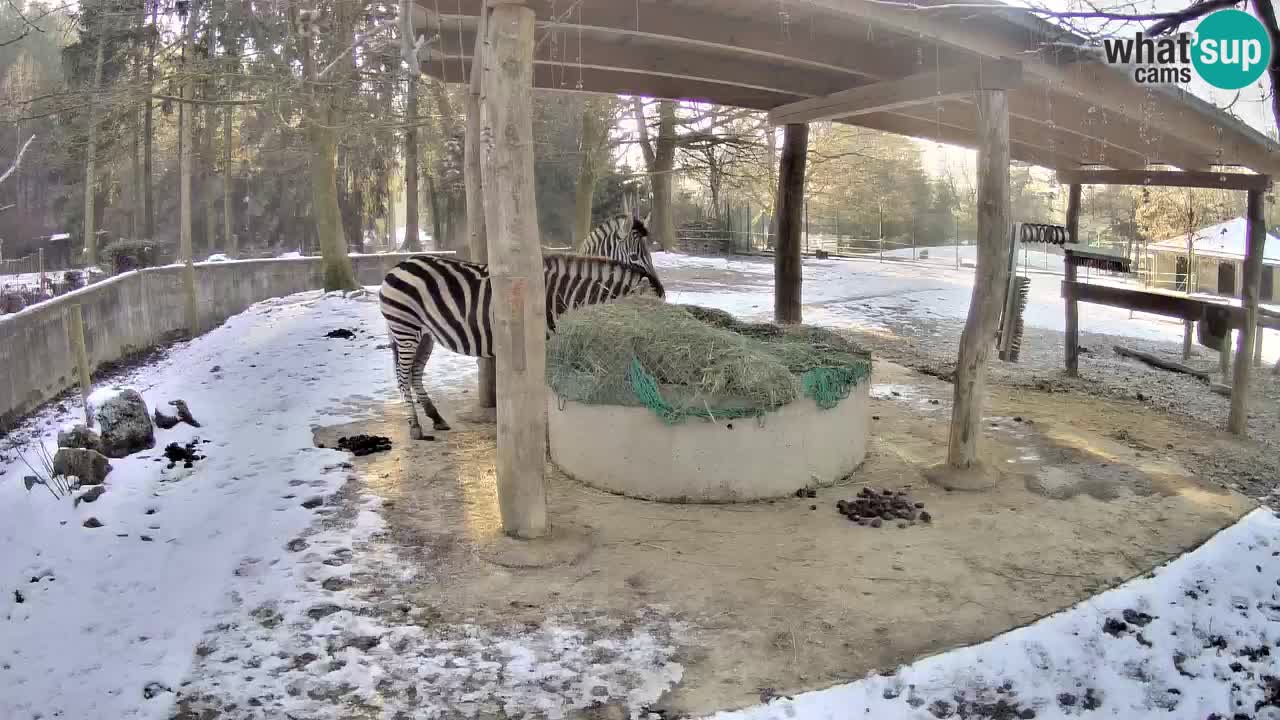 Live webcam Zebras in Ljubljana ZOO – Slovenia