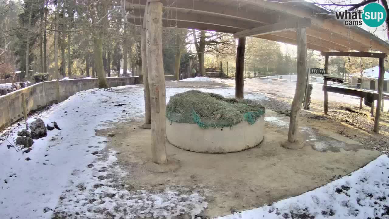 Live webcam Zebras in Ljubljana ZOO – Slovenia