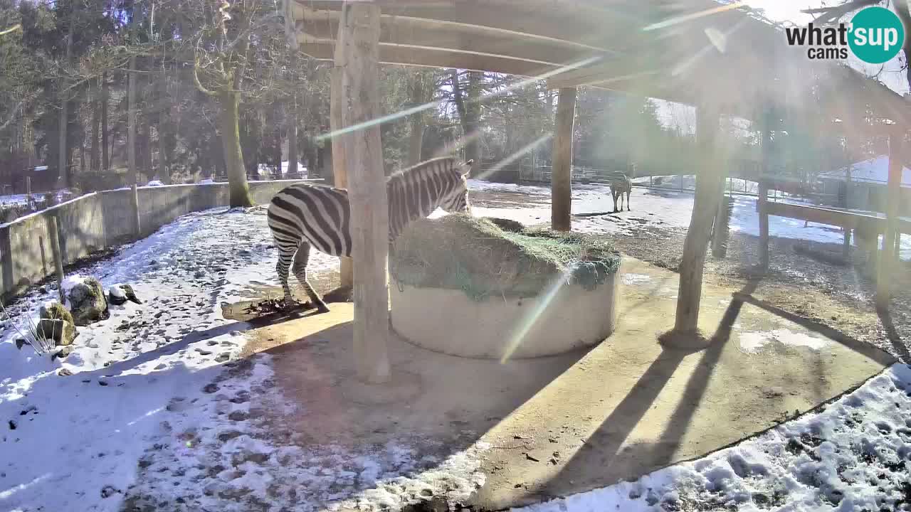 Live webcam Zebras in Ljubljana ZOO – Slovenia