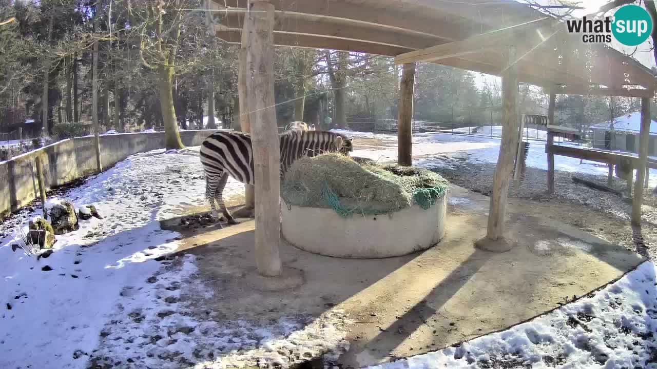 Live webcam Zebras in Ljubljana ZOO – Slovenia