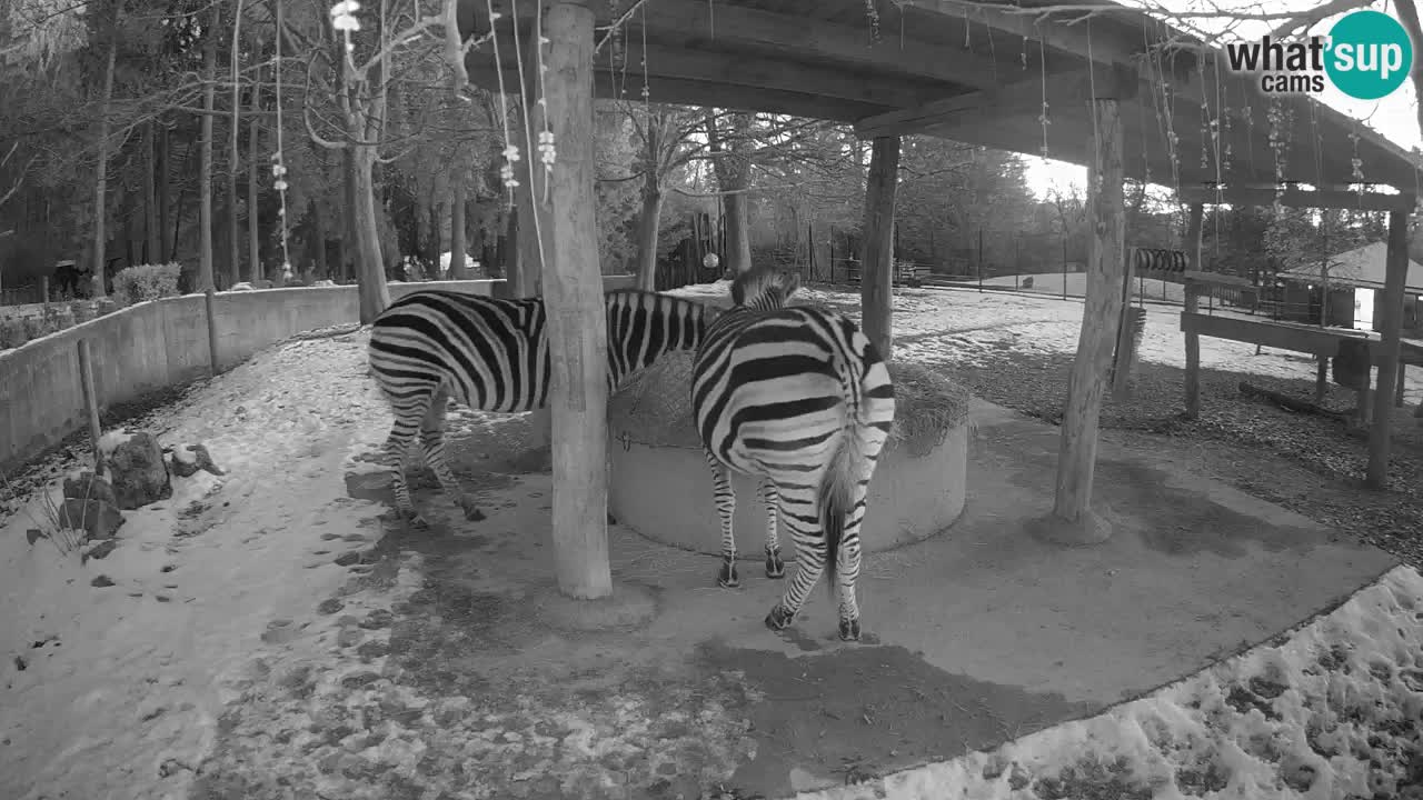 Live webcam Zebras in Ljubljana ZOO – Slovenia