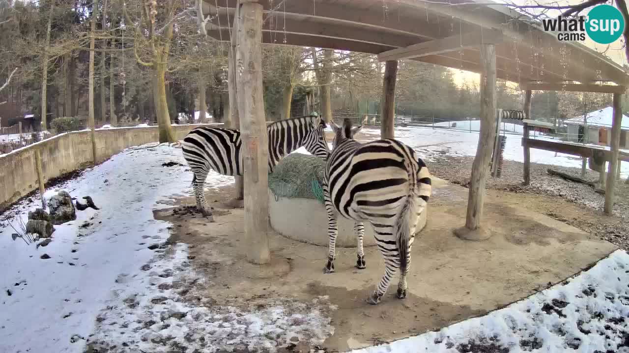 Live webcam Zebras in Ljubljana ZOO – Slovenia