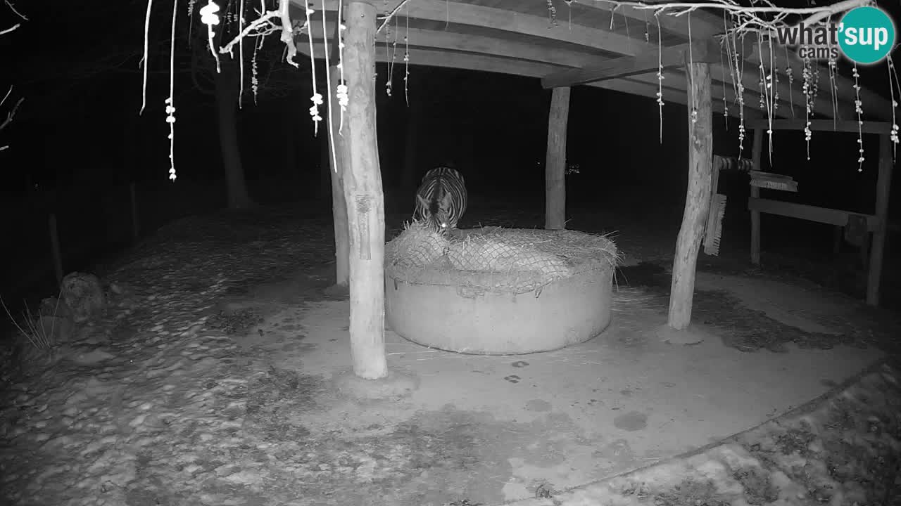 Live webcam Les zèbres in Ljubljana ZOO – Slovénie