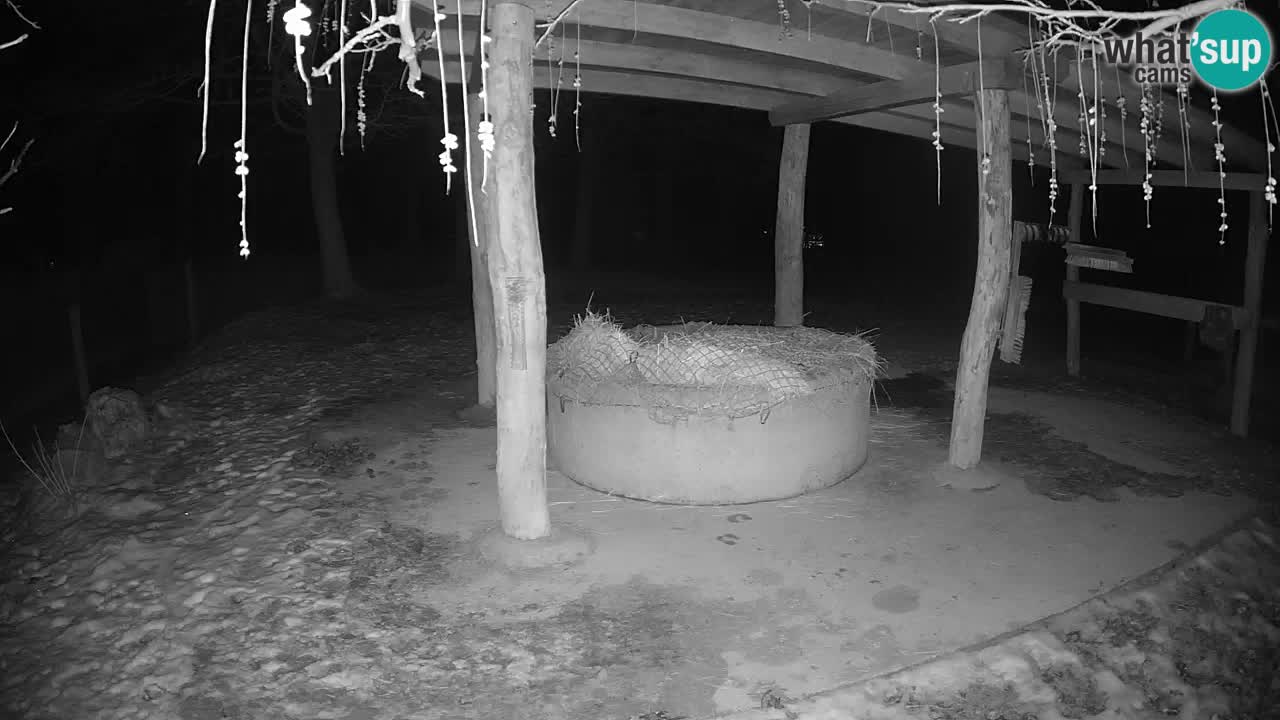 Live webcam Les zèbres in Ljubljana ZOO – Slovénie