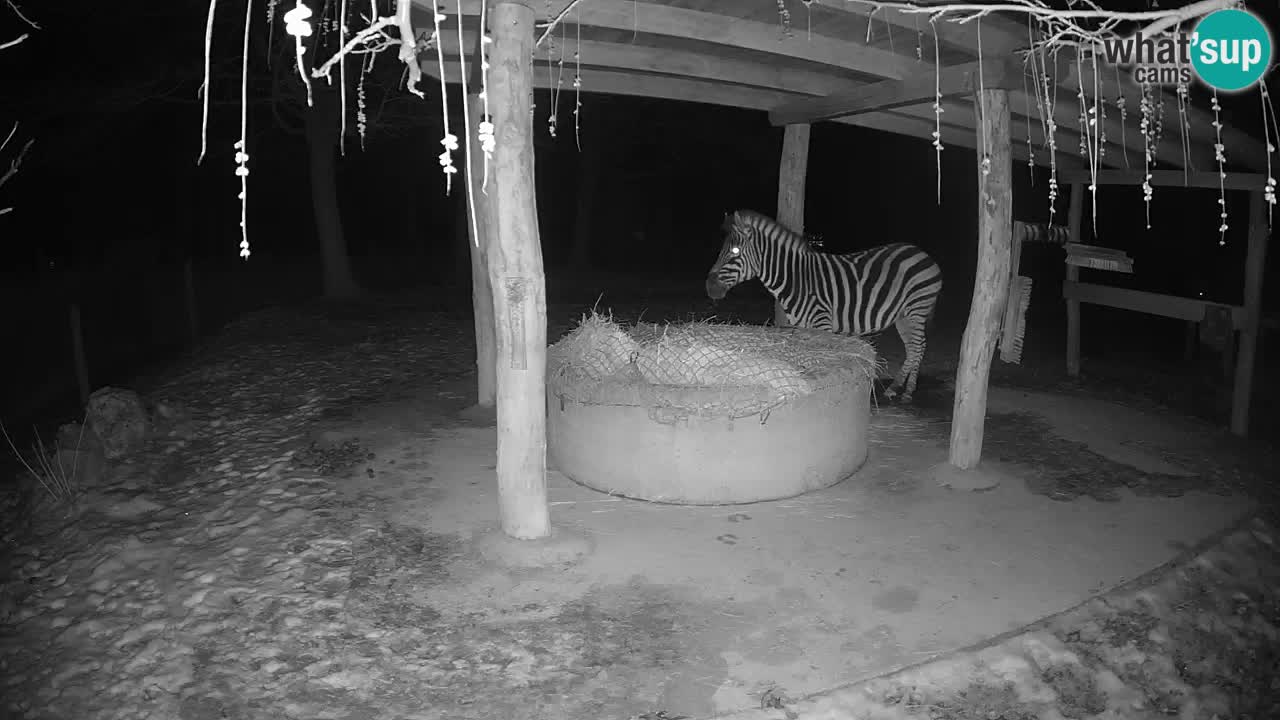 Live webcam Zebras in Ljubljana ZOO – Slovenia