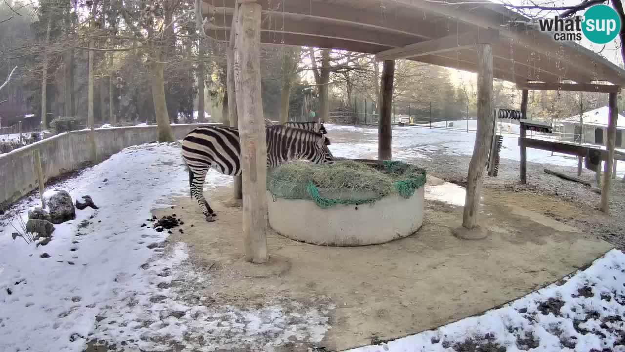 Le Zebre nello ZOO di Ljubljana – Slovenia Live webcam