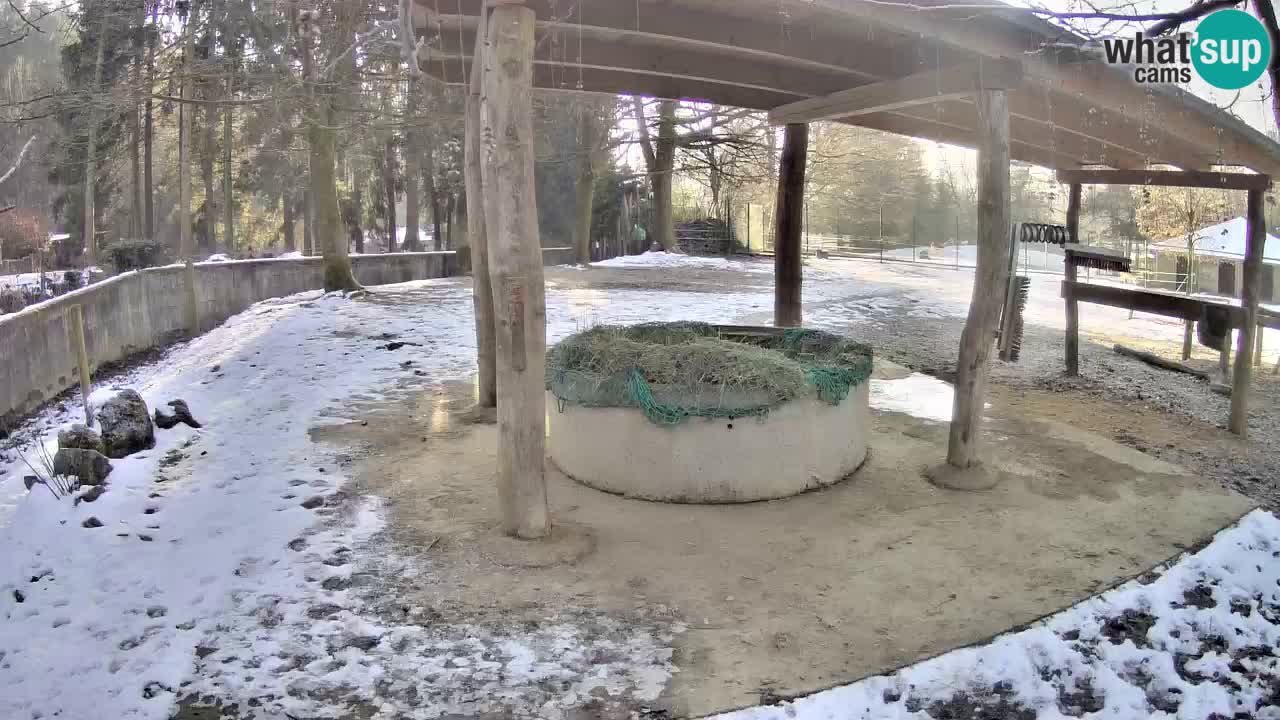 Live Webcam Zebras in Ljubljana ZOO – Slowenien