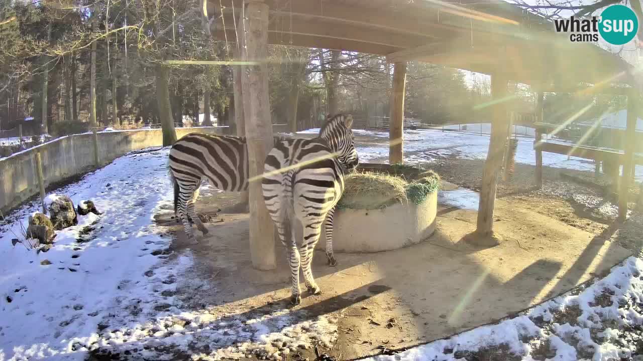 Live webcam Les zèbres in Ljubljana ZOO – Slovénie