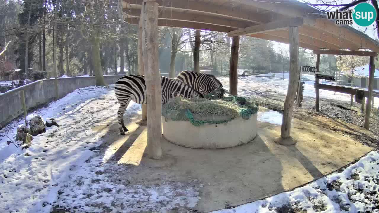 Live webcam Les zèbres in Ljubljana ZOO – Slovénie