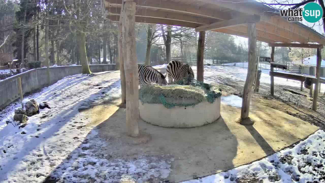 Live webcam Les zèbres in Ljubljana ZOO – Slovénie