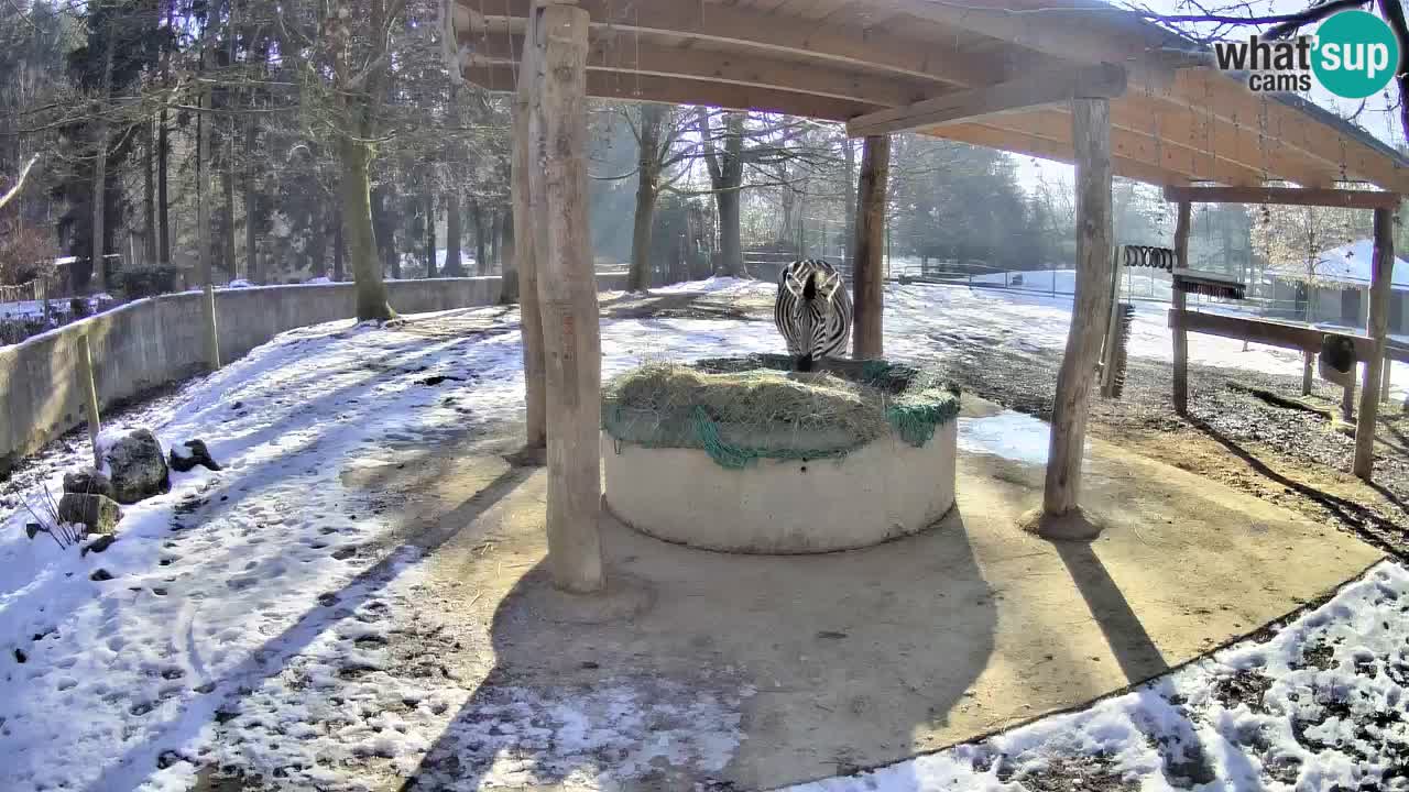 Zebre v živo v živalskem vrtu Ljubljana ZOO spletne kamere