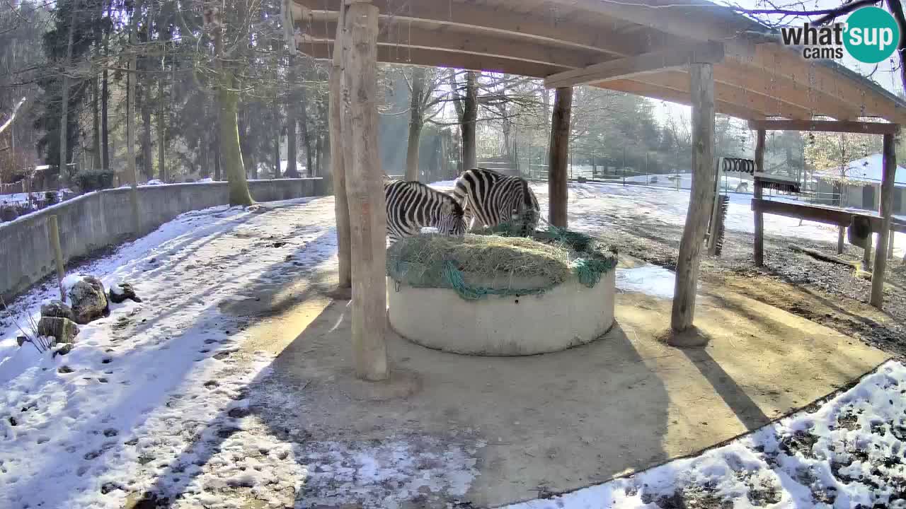 Live webcam Les zèbres in Ljubljana ZOO – Slovénie