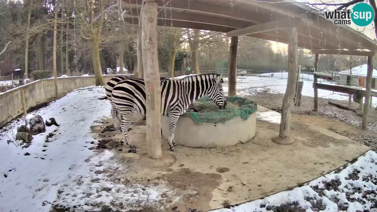 Le Zebre nello ZOO di Ljubljana – Slovenia Live webcam