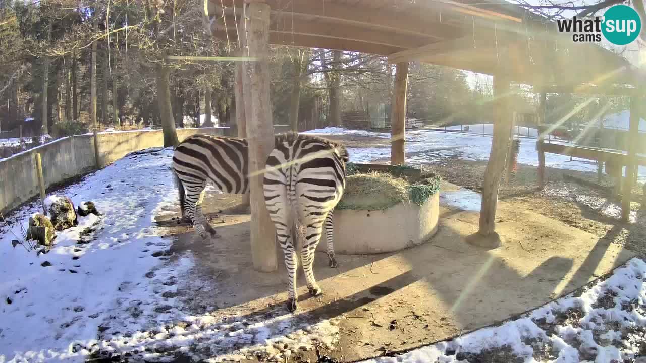 Zebre v živo v živalskem vrtu Ljubljana ZOO spletne kamere