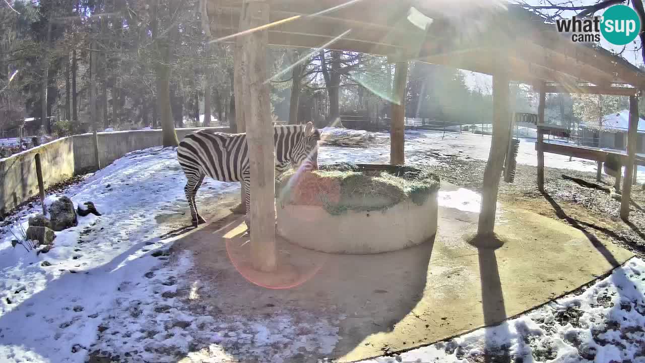 Live Webcam Zebras in Ljubljana ZOO – Slowenien