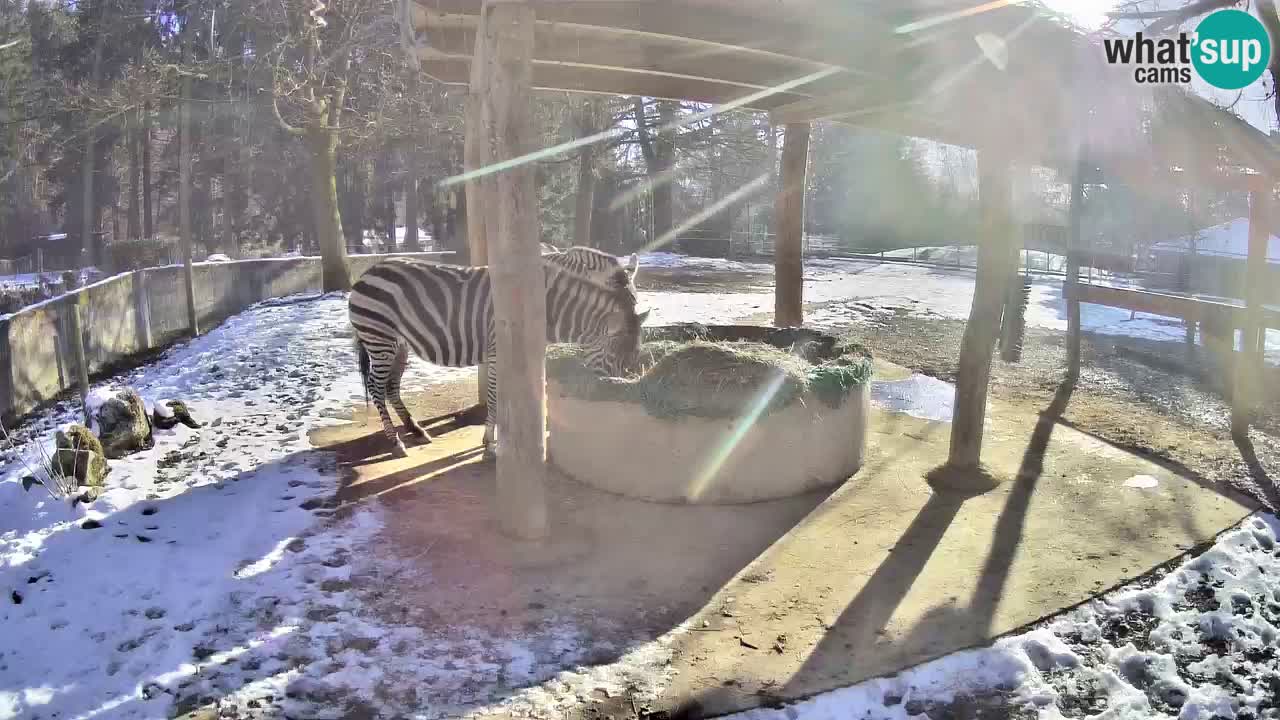 Live webcam Les zèbres in Ljubljana ZOO – Slovénie