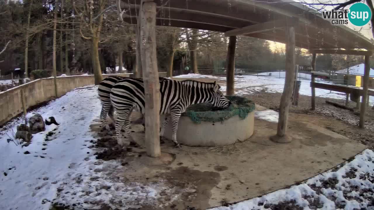 Live webcam Les zèbres in Ljubljana ZOO – Slovénie