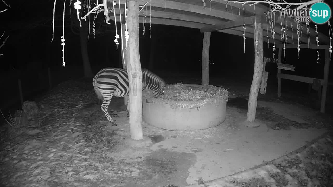 Live webcam Les zèbres in Ljubljana ZOO – Slovénie