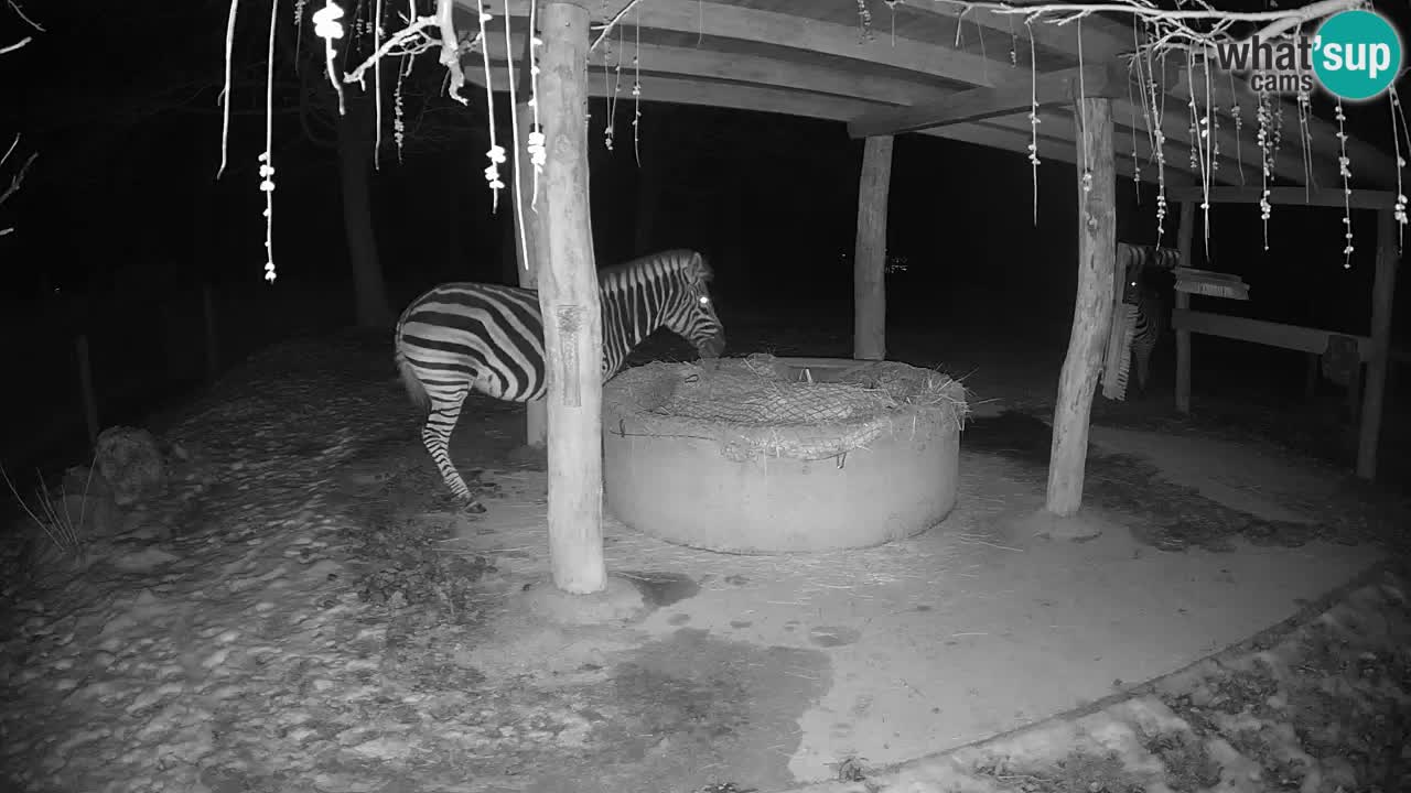 Live webcam Les zèbres in Ljubljana ZOO – Slovénie