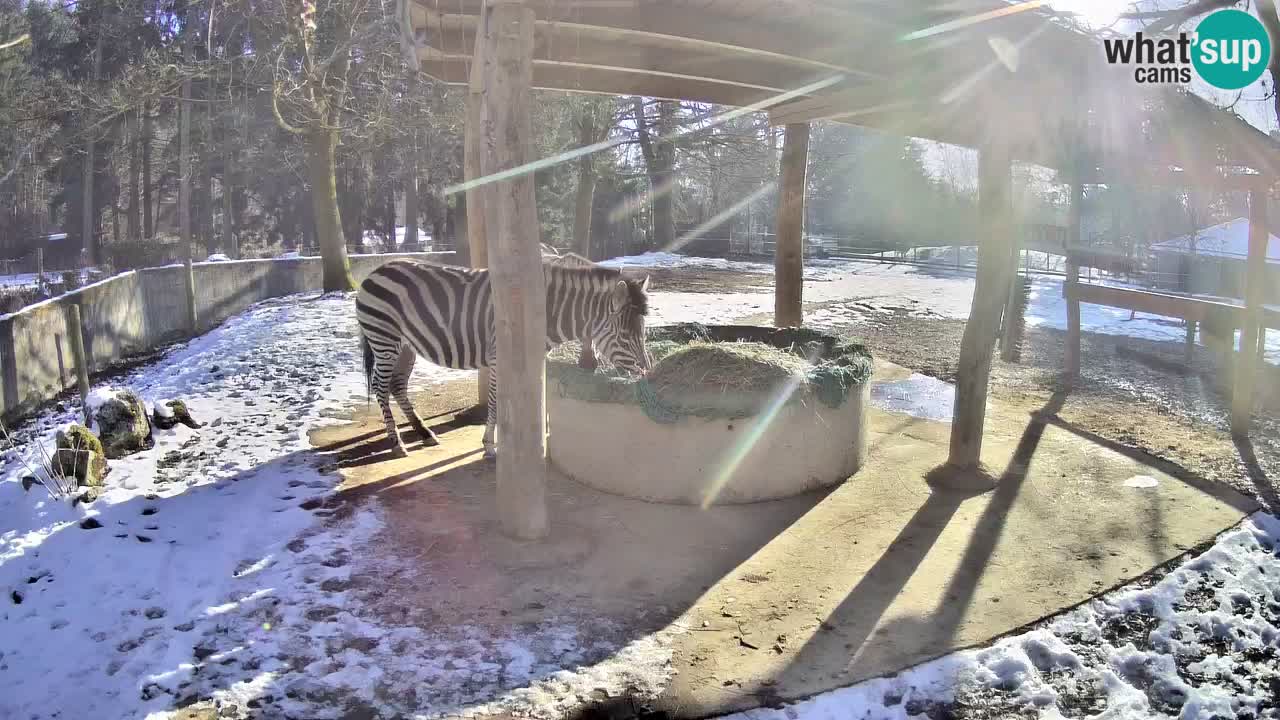 Zebre v živo v živalskem vrtu Ljubljana ZOO spletne kamere