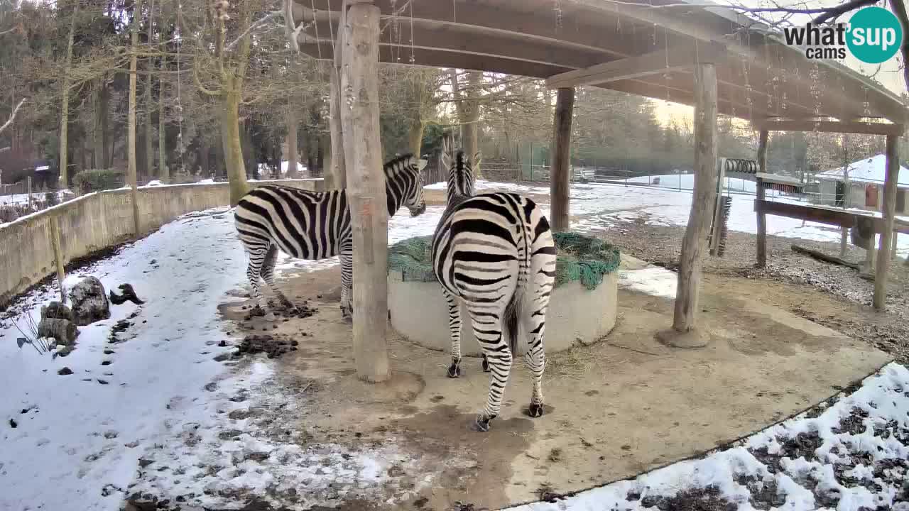 Live webcam Les zèbres in Ljubljana ZOO – Slovénie