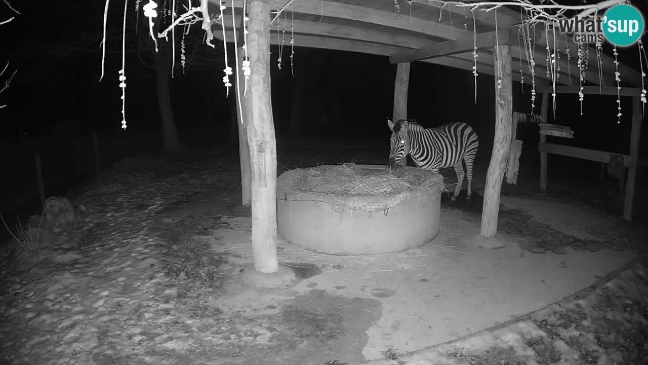 Zebre v živo v živalskem vrtu Ljubljana ZOO spletne kamere