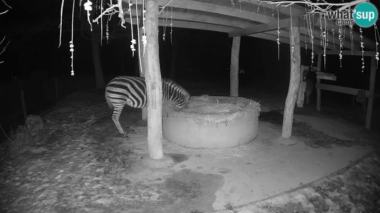 Le Zebre nello ZOO di Ljubljana – Slovenia Live webcam