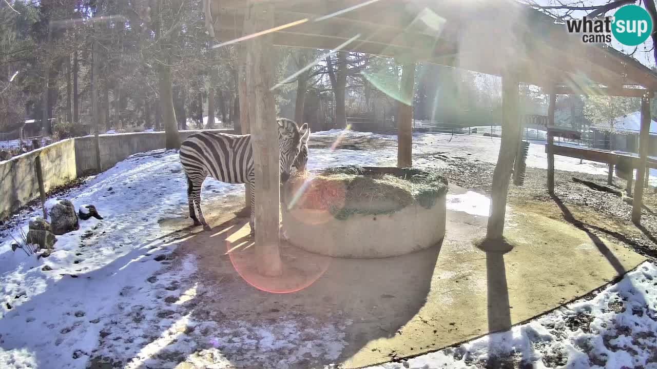 Live Webcam Zebras in Ljubljana ZOO – Slowenien