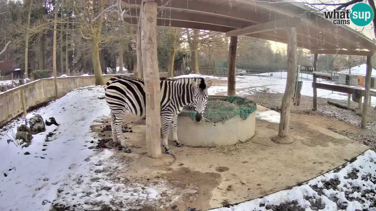 Live webcam Les zèbres in Ljubljana ZOO – Slovénie