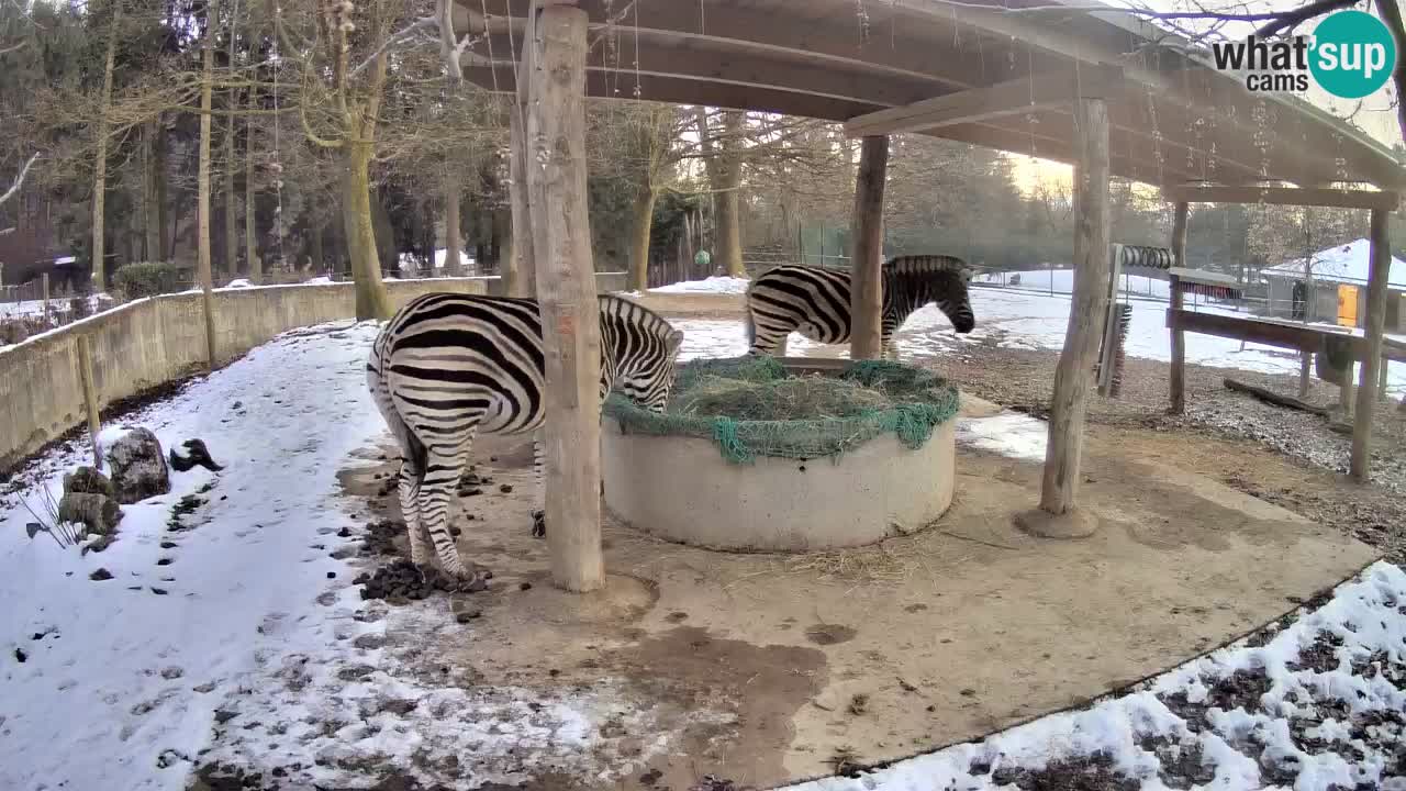 Live webcam Les zèbres in Ljubljana ZOO – Slovénie