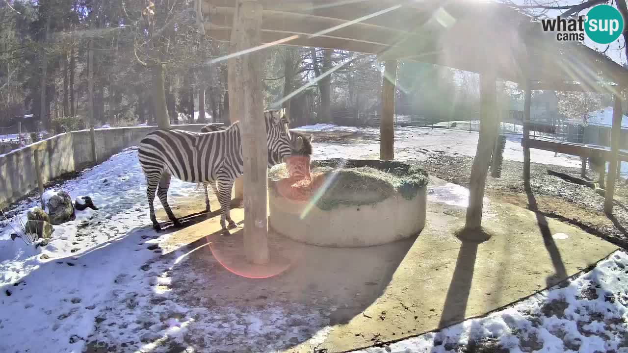 Live Webcam Zebras in Ljubljana ZOO – Slowenien