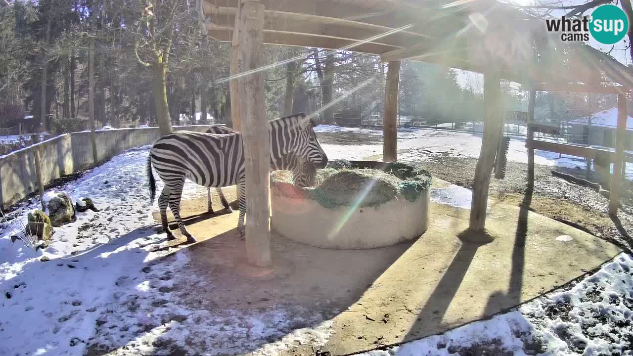 Live webcam Les zèbres in Ljubljana ZOO – Slovénie